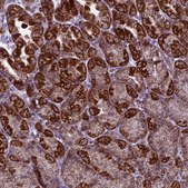 Anti-MRPS34 antibody produced in rabbit Prestige Antibodies&#174; Powered by Atlas Antibodies, affinity isolated antibody, buffered aqueous glycerol solution