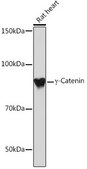 Anti-&#947;-Catenin Antibody, clone 9O2K8, Rabbit Monoclonal