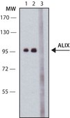 Anti-ALIX (C-terminal) antibody produced in rabbit ~1.0&#160;mg/mL, affinity isolated antibody