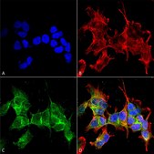 Monoclonal Anti-Eaac1 - Rpe antibody produced in mouse clone S180-41, purified immunoglobulin