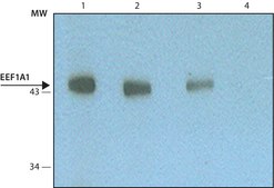 Monoclonal Anti-EEF1A1 antibody produced in mouse clone EF48, purified from hybridoma cell culture