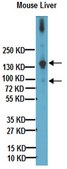 Anti-Mouse Collagen Type I Antibody Chemicon&#174;, from rabbit