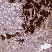 Anti-DBH antibody produced in rabbit Prestige Antibodies&#174; Powered by Atlas Antibodies, affinity isolated antibody