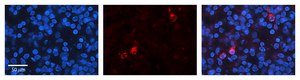 Anti-KEAP1 (AB1) antibody produced in rabbit affinity isolated antibody