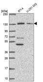 Anti-PKN2 antibody produced in rabbit Prestige Antibodies&#174; Powered by Atlas Antibodies, affinity isolated antibody