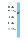 Anti-DHCR24 antibody produced in rabbit affinity isolated antibody