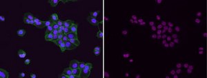 Anti-acetyl-Histone H3 (Lys9) Antibody, Alexa Fluor™ 647 Conjugate from rabbit, ALEXA FLUOR™ 647