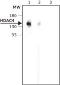 Anti-Histone Deacetylase 4 (HDAC4) (ML-19) antibody produced in rabbit affinity isolated antibody, buffered aqueous solution