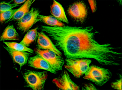 Monoclonal Anti-Cytokeratin, pan antibody produced in mouse clone PCK-26, ascites fluid