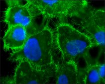 Monoclonal Anti-Ezrin antibody produced in mouse clone 3C12, ascites fluid