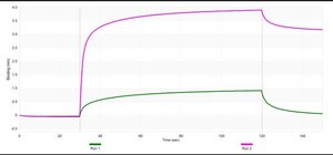 Anti-YY1/Ying-Yang 1 Antibody, clone 1M12 ZooMAb&#174; Rabbit Monoclonal recombinant, expressed in HEK 293 cells