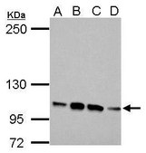 Anti-FBLN2 antibody produced in rabbit