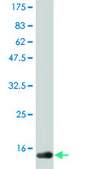 Monoclonal Anti-CD40LG, (C-terminal) antibody produced in mouse clone 3E4, purified immunoglobulin, buffered aqueous solution