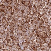 Anti-TBC1D2B antibody produced in rabbit Prestige Antibodies&#174; Powered by Atlas Antibodies, affinity isolated antibody, buffered aqueous glycerol solution