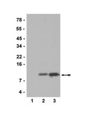 Anti-acetyl-Histone H4 (Lys12) Antibody serum, Upstate&#174;
