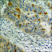 Anti-phospho-c-Jun (pSer63) antibody produced in rabbit affinity isolated antibody