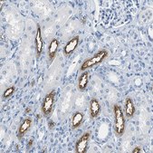Anti-SLC12A1 antibody produced in rabbit Prestige Antibodies&#174; Powered by Atlas Antibodies, affinity isolated antibody, buffered aqueous glycerol solution