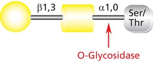 O-Glycosidase from Streptococcus pneumoniae recombinant, expressed in E. coli, buffered aqueous solution