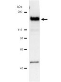 Anti-PLC&#947;-1 Antibody Upstate&#174;, from mouse
