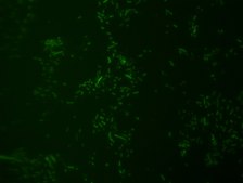 Akkermansia muciniphila FISH probe-ATTO488 Probe for fluorescence in situ hybridization (FISH), 20&#181;M in water