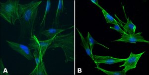 Anti-Actin, N-terminal antibody produced in rabbit ~0.5&#160;mg/mL, affinity isolated antibody, buffered aqueous solution
