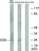 Anti-CD9 antibody produced in rabbit affinity isolated antibody