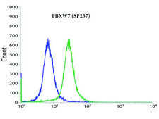 Anti-FBXW7 antibody, Rabbit monoclonal recombinant, expressed in proprietary host, clone SP237, affinity isolated antibody