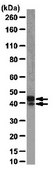 Anti-MAPK 1/2 Antibody from rabbit