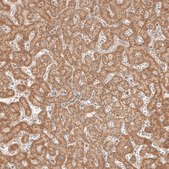 Anti-MICU1 antibody produced in rabbit Prestige Antibodies&#174; Powered by Atlas Antibodies, affinity isolated antibody, buffered aqueous glycerol solution