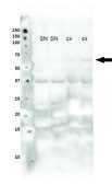 Anti-NR4A2 (AB2) antibody produced in rabbit affinity isolated antibody
