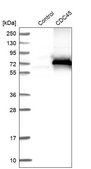 ANTI-CDC45 antibody produced in rabbit Prestige Antibodies&#174; Powered by Atlas Antibodies, affinity isolated antibody, buffered aqueous glycerol solution