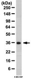 Anti-HAX-1 Antibody from rabbit, purified by affinity chromatography