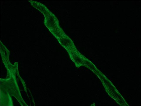 Anti-Titin antibody, Mouse monoclonal clone T11, purified from hybridoma cell culture