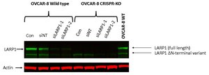 Anti-LARP1 Antibody, clone 3K10 ZooMAb&#174; Rabbit Monoclonal recombinant, expressed in HEK 293 cells
