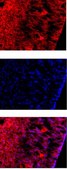 Anti-Reelin Antibody, a.a. 164-496 mreelin, clone G10 clone G10, Chemicon&#174;, from mouse
