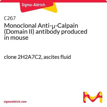 Monoclonal Anti-&#956;-Calpain (Domain II) antibody produced in mouse clone 2H2A7C2, ascites fluid