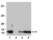 Anti-phospho-Histone H3 (Thr3) Antibody, clone JY325, rabbit monoclonal culture supernatant, clone JY325, Upstate&#174;