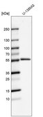 Anti-MMP1 antibody produced in rabbit Prestige Antibodies® Powered by Atlas Antibodies, affinity isolated antibody