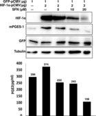 Anti-Green Fluorescent Protein Antibody Chemicon&#174;, from rabbit