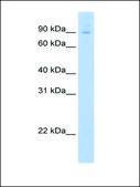 Anti-E2F7 antibody produced in rabbit affinity isolated antibody