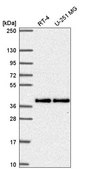 Anti-MTFR1 antibody produced in rabbit Prestige Antibodies&#174; Powered by Atlas Antibodies, affinity isolated antibody