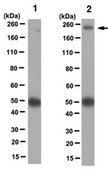 Anti-FIP200 Antibody, clone 14E11.2 clone 14E11.2, from mouse