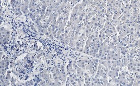 Anti-Collagen VI Antibody, clone 1N10 ZooMAb&#174; Rabbit Monoclonal recombinant, expressed in HEK 293 cells