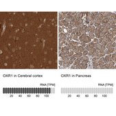 Anti-OXR1 antibody produced in rabbit Prestige Antibodies&#174; Powered by Atlas Antibodies, affinity isolated antibody, buffered aqueous glycerol solution, ab1
