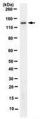 Anti-SALL2 Antibody, clone 2B9.1 clone 2B9.1, from mouse