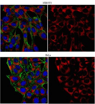 Anti-PABPC1/C3 Antibody from rabbit, purified by affinity chromatography