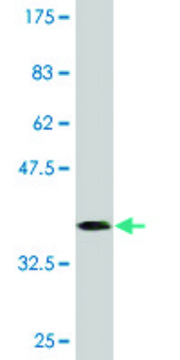 Monoclonal Anti-RXRB antibody produced in mouse clone 3C8, purified immunoglobulin, buffered aqueous solution