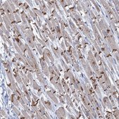Anti-TMX2 antibody produced in rabbit Prestige Antibodies&#174; Powered by Atlas Antibodies, affinity isolated antibody, buffered aqueous glycerol solution
