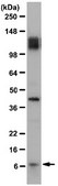 Anti-Amyloid &#946; Antibody, clone W0-2 clone WO2, from mouse