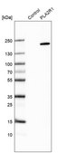 Anti-PLA2R1 antibody produced in rabbit Prestige Antibodies&#174; Powered by Atlas Antibodies, affinity isolated antibody, buffered aqueous glycerol solution